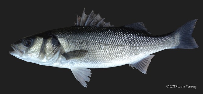 Bass - Dicentrarchus labrax