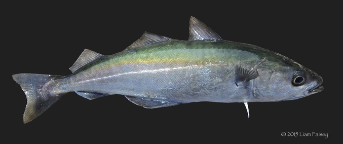 Coalfish - Pollachius virens