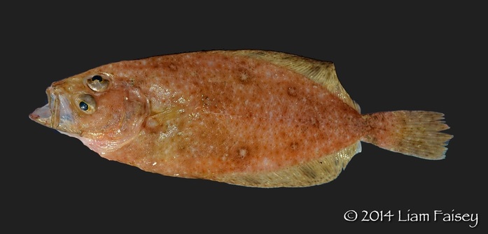 Megrim - Lepidorhombus whiffiagonis