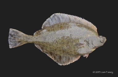 Double Sided Flounder - Platyichthys flesus