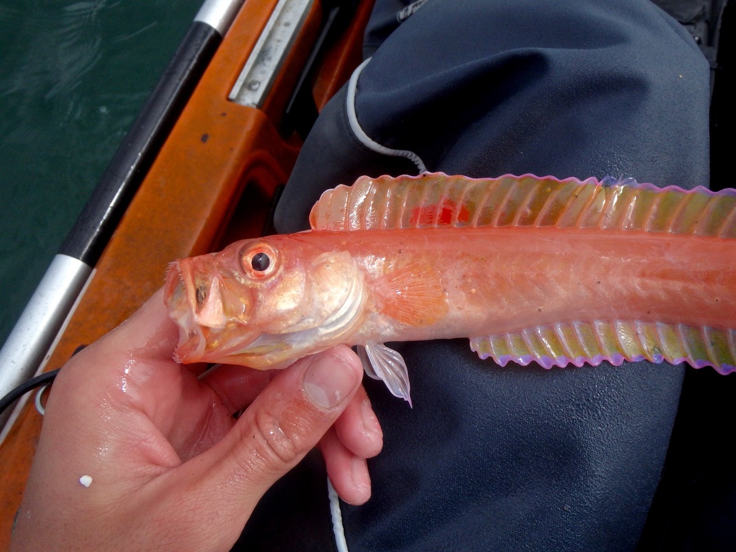 Red Band Fish - Cepola macrophthalma