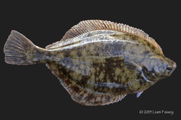 Flounder - Platyichthys flesus
