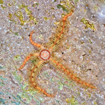 Brittlestar - Ophiothrix sp.