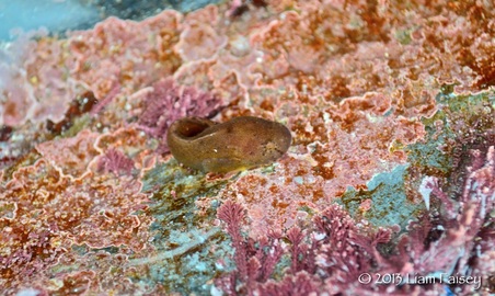 Montagu's Sea Snail - Liparis montagui