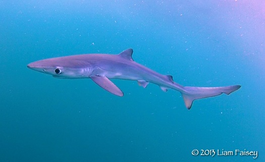 Blue Shark - Prionace glauca