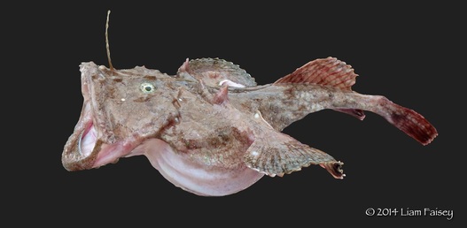 Anglerfish - Lophius piscatorius