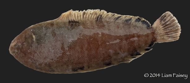 Thick Back Sole - Microchirus variegates