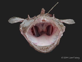 Anglerfish - Lophius piscatorius