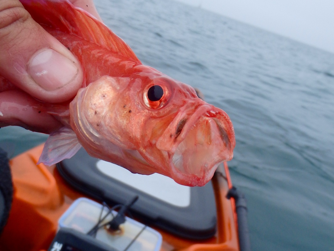 Red Band Fish caught in Plymouth Sound