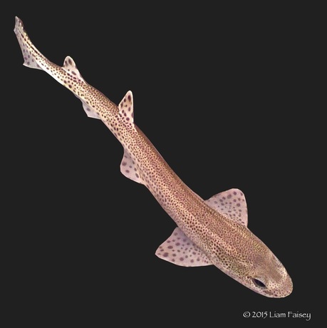 Lesser Spotted Dogfish - Scyliorhinus canicula