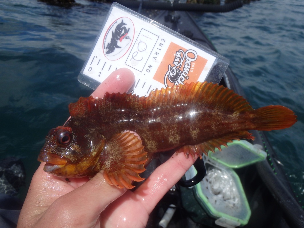 Tompot Blenny caught at the Oxwich Bay Kayak Fishing Competition 2015