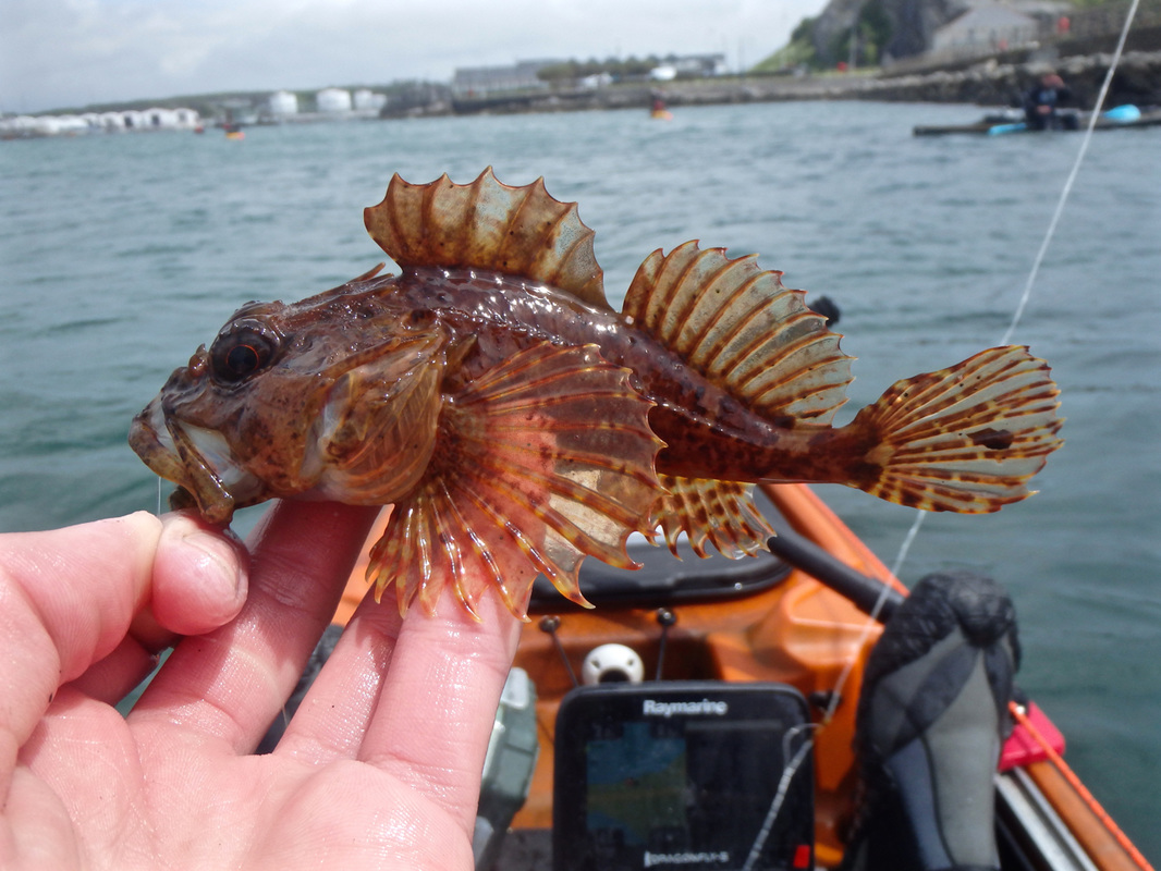 Long Spined Scorpionfish caught at the Ocean Kayak Classic 2015