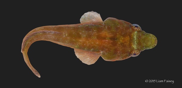 Connemara Clingfish - Lepadogaster candollei