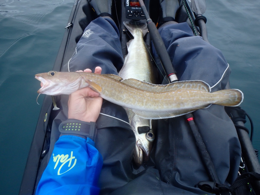 Ling caught at the Penzance Kayak Fishing Meet 2015