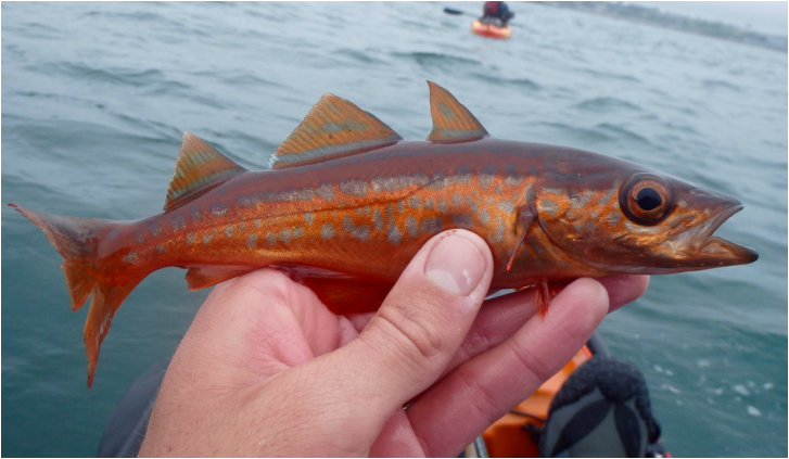Colourful juvenile Pollack caught in Plymouth Sound