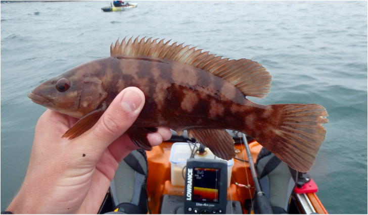 Ballan Wrasse caught in Plymouth Sound