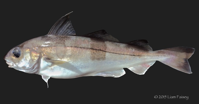 Haddock - Melanogrammus aeglefinus