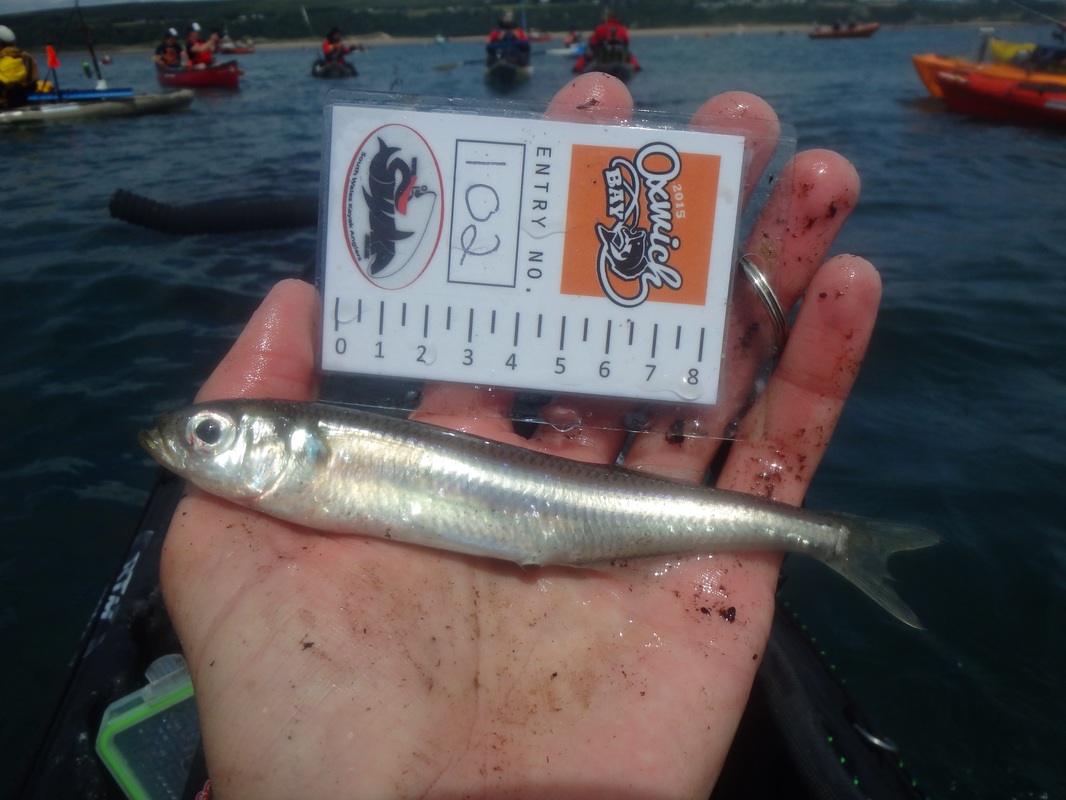 Smelt caught at the Oxwich Bay Kayak Fishing Competition 2015