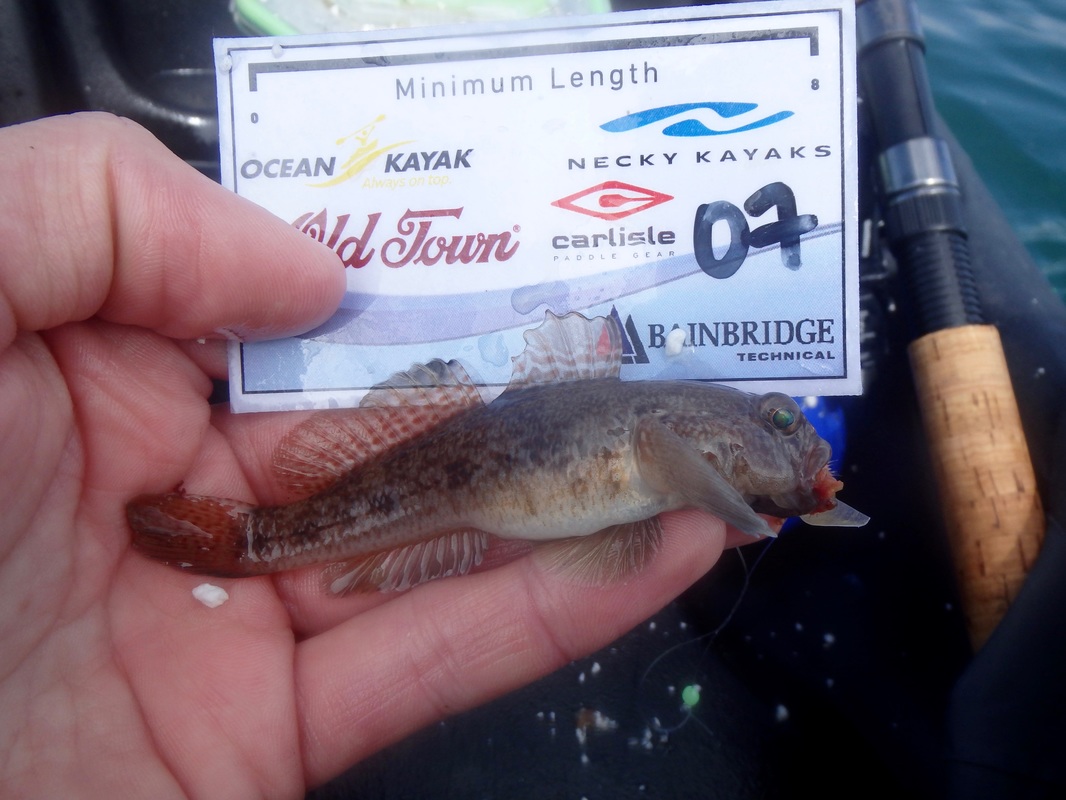 Black Goby caught at the Ocean Kayak Classic 2016