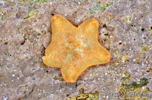 Cushion Star - Asterina gibbosa