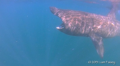Basking Shark - Cetorhinus maximus