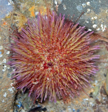 Green Sea Urchin -  Psammechinus miliaris 