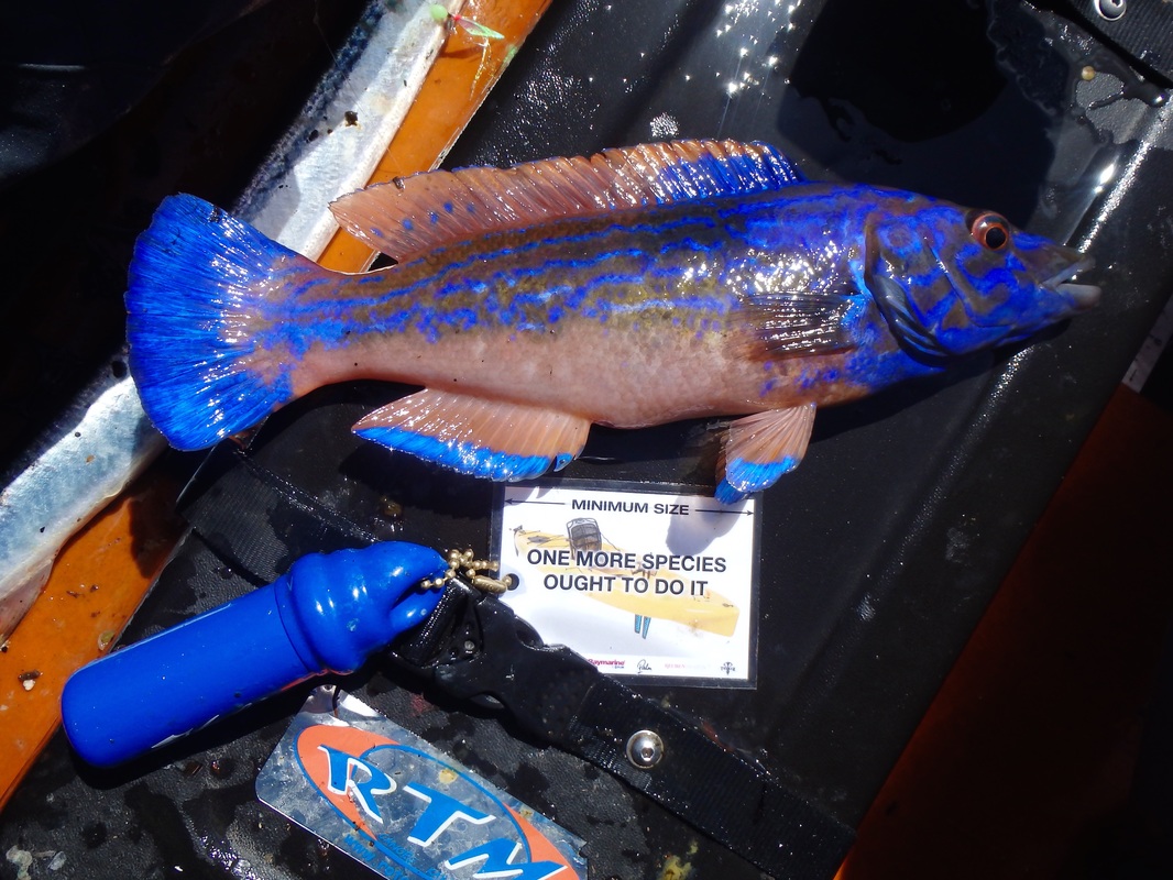 A male Cuckoo Wrasse caught from the kayak