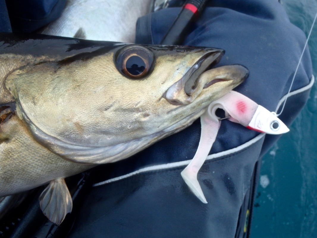 Pollack caught on a Sidewinder at the Penzance Kayak Fishing Meet 2015