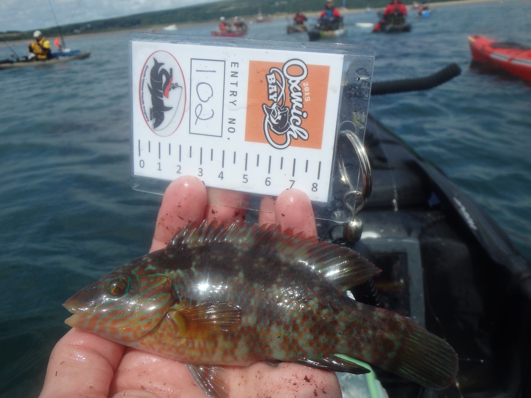 Corkwing Wrasse caught at the Oxwich Bay Kayak Fishing Competition 2015