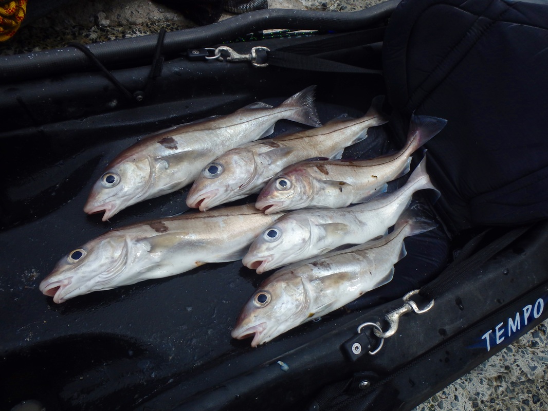 A fine catch of Haddock from the RTM Tempo Kayak