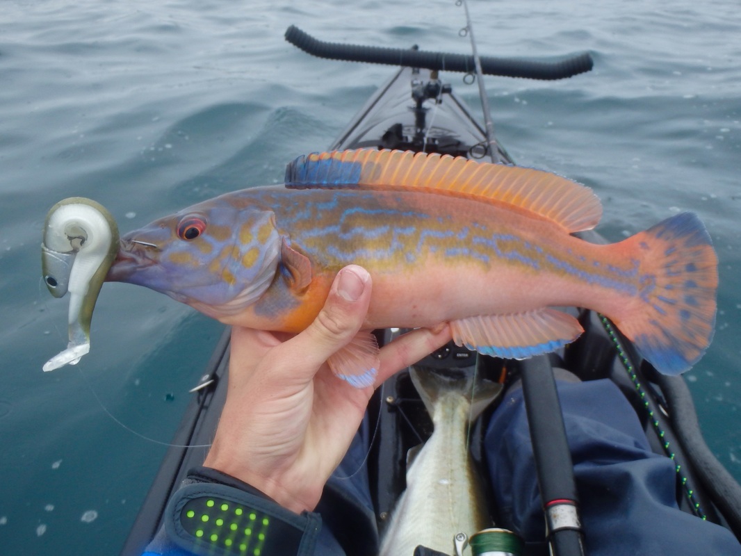 Cuckkoo Wrasse caught on a Fiiish Minnow at the Penzance Kayak Fishing Meet 2015