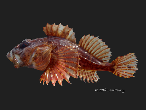 Long Spined Scorpionfish - Taurulus bubalis