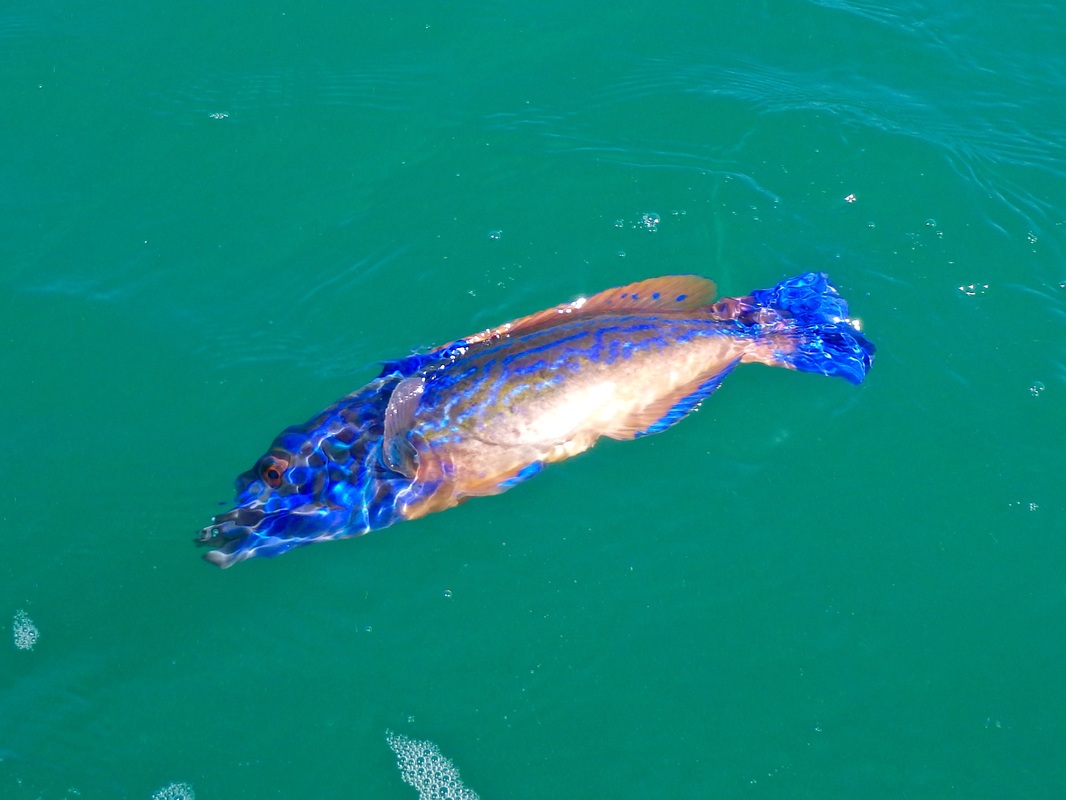 Male Cuckoo Wrasse caught from the kayak