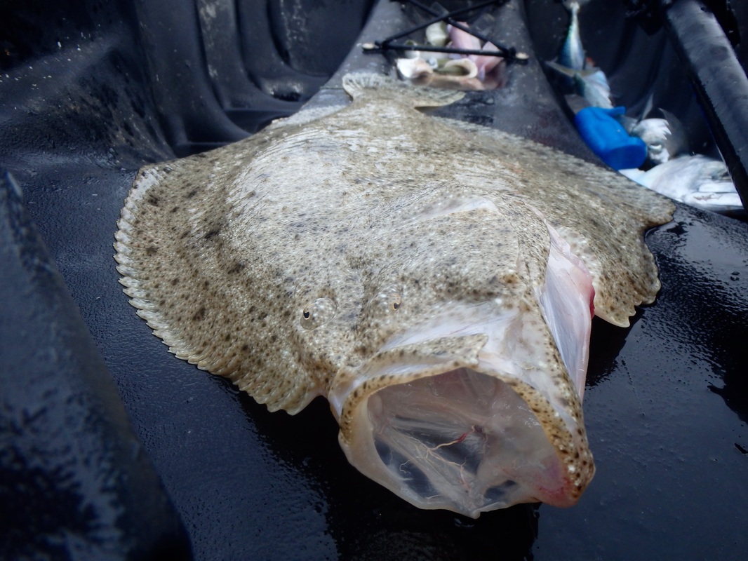 Turbot caught at the Penzance Kayak Fishing Meet 2015