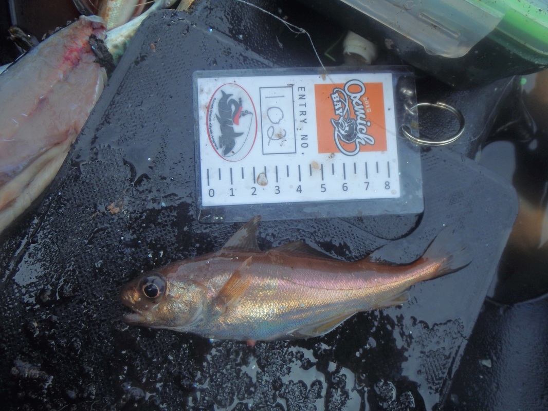 Poor Cod caught at the Oxwich Bay Kayak Fishing Competition 2015