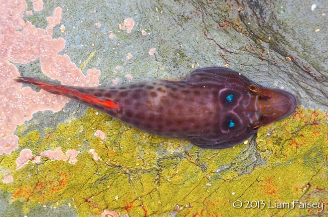 Shore Clingfish - Lepadogaster purpurea