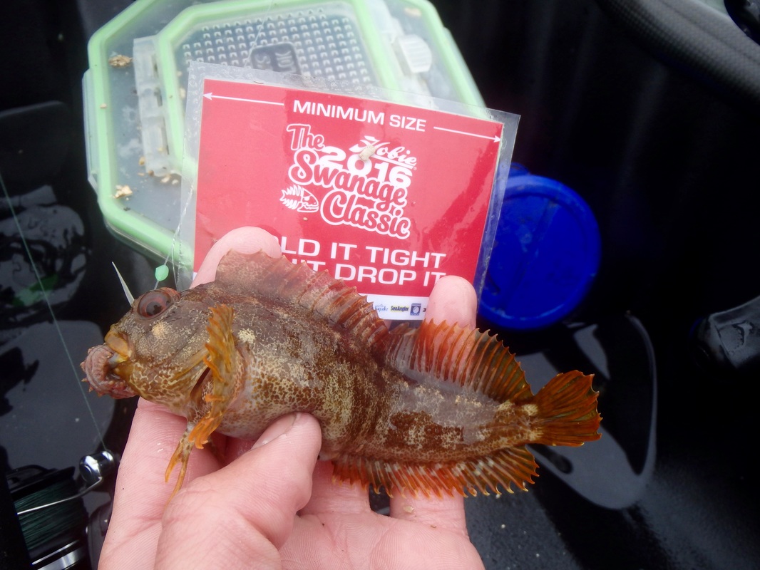 Swanage Classic 2016 - Tompot Blenny
