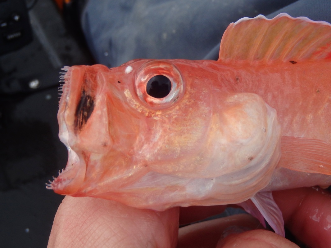 Red Band Fish - Cepola macrophthalma