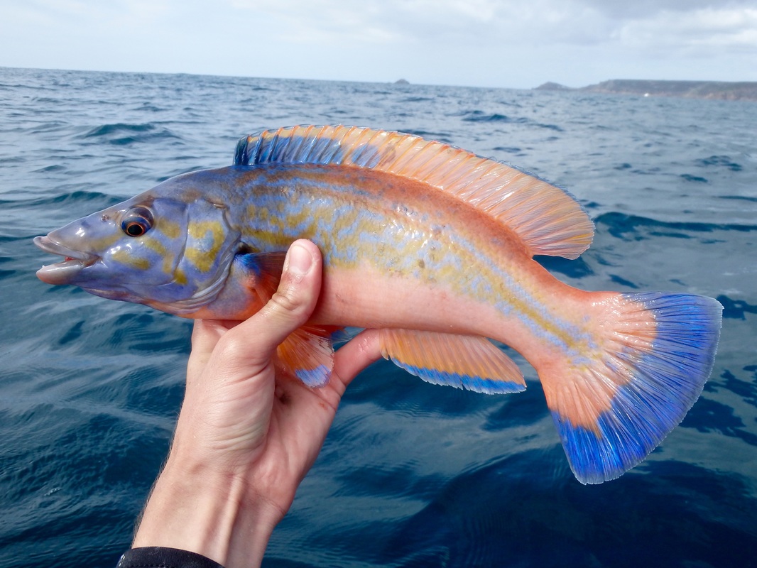 A Cuckoo Wrasse caught whilst kayak fishing in West Cornwall