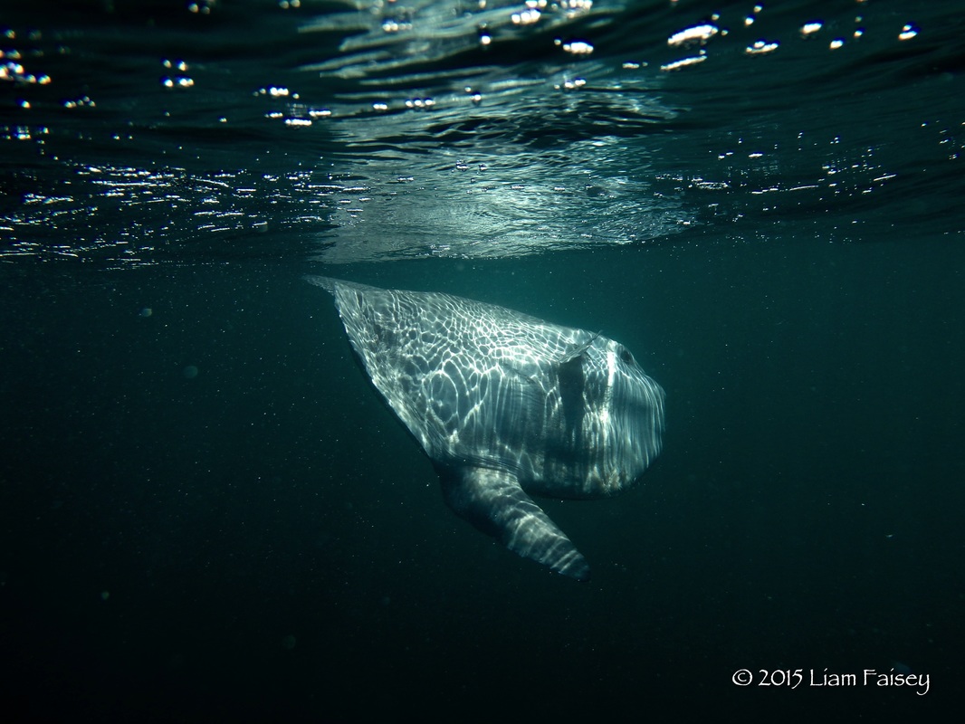Ocean Sunfish - Mola mola