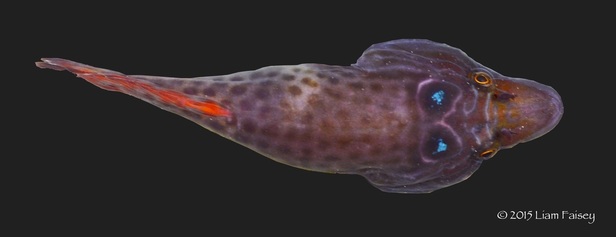 Shore Clingfish / Cornish Sucker - Lepadogaster purpurea