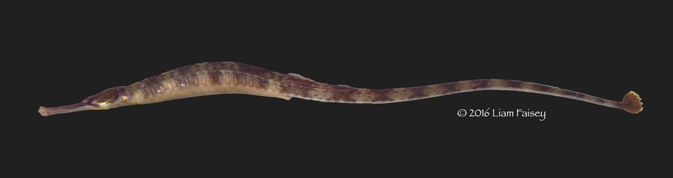 Greater Pipefish - Syngnathus acus