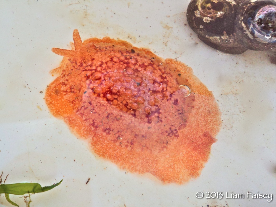 Highland Dancer Sea Slug -  Pleurobranchus membranaceus