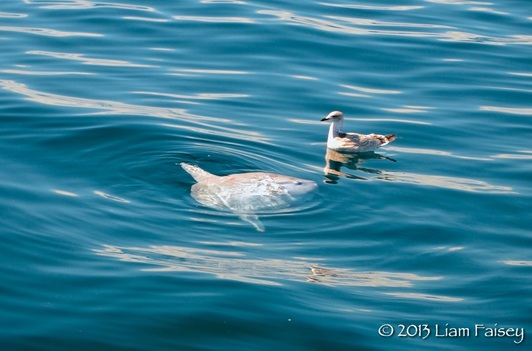 Seagull picking parasites off an Ocean Sunfish - Mola mola