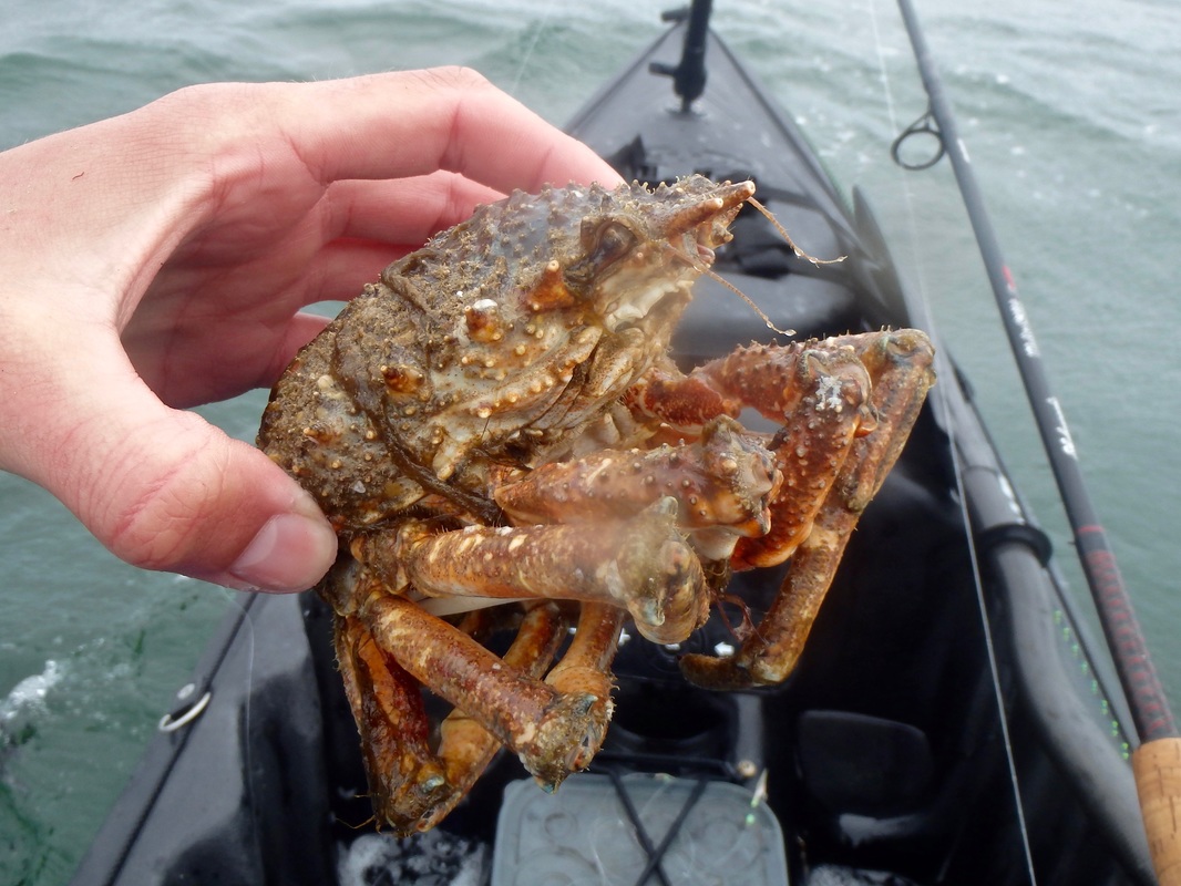 Spider Crab caught Kayak Fishing