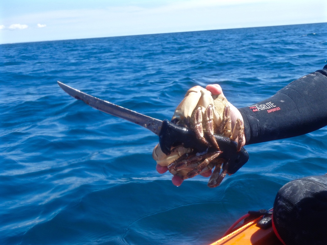 Edible Crab caught from a kayak