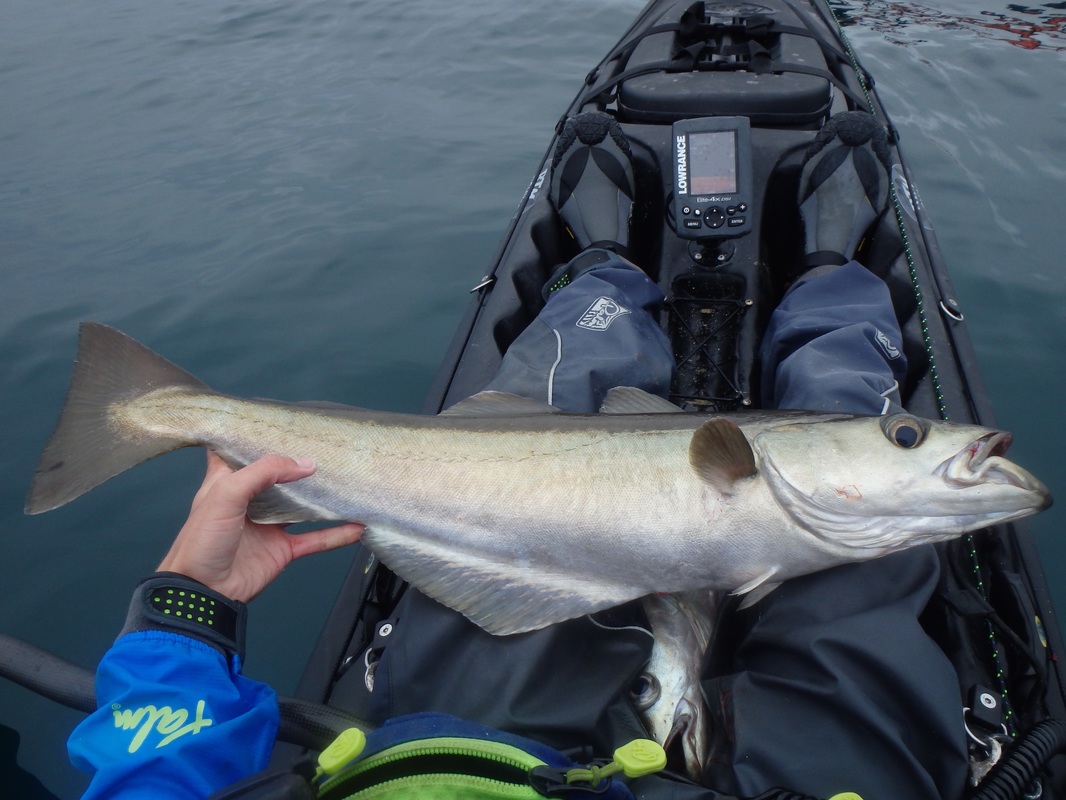 8lb Pollack caught at the Penzance Kayak Fishing Meet 2015