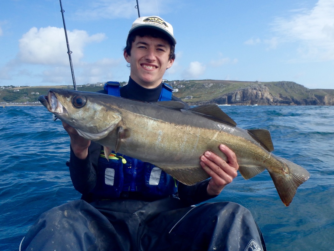 9lb 6oz Pollack caught using a Fiiish Minnow whilst kayak fishing in Cornwall