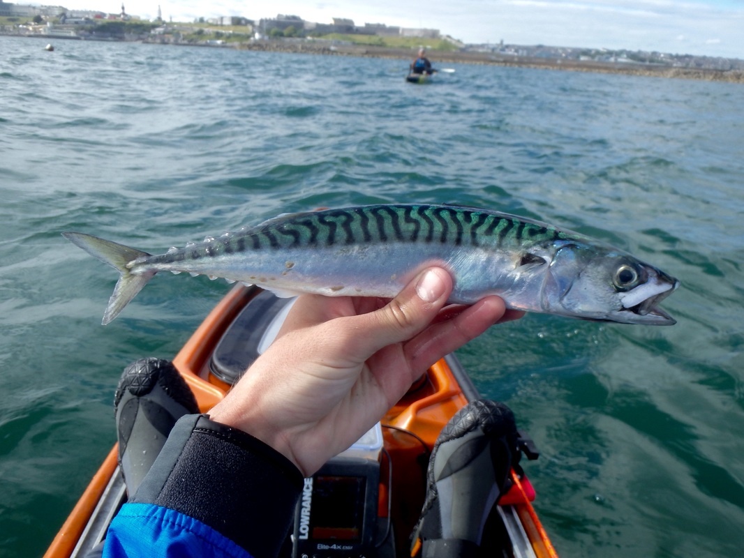 Plymouth Sound Mackerel 