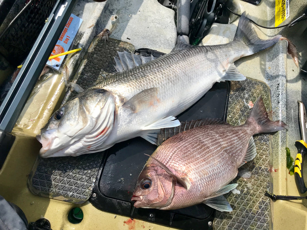 5lb 12oz Bass and 2lb 8oz Bream caught in Swanage Kayak Fishing
